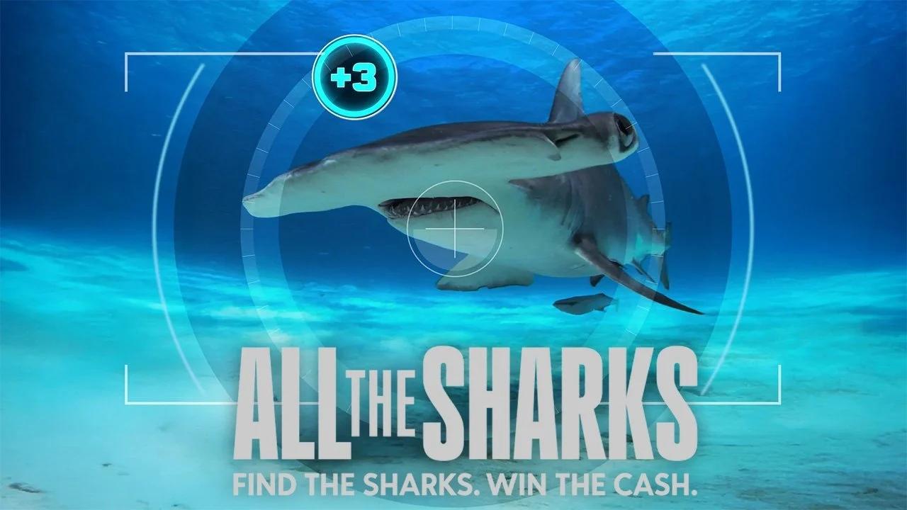 Đi Tìm Cá Mập - All The Sharks